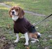 Fashion Plush Cotton Pet Hoodie Hooded Sweater - Small